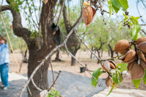 Creekside Farming Almond Tree